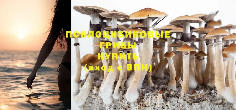 Галлюциногенные грибы Psilocybe Комсомольск